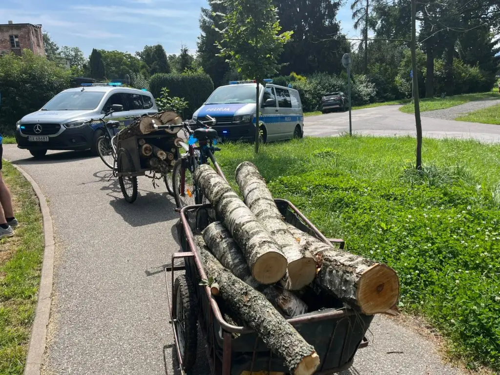 Mężczyźni przyłapani na kradzieży drewna