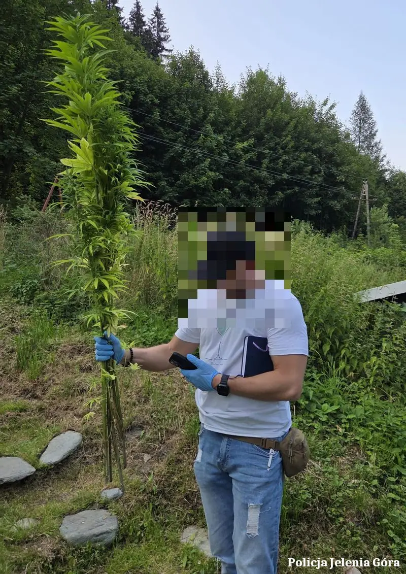 Zlikwidowana nielegalna plantacja konopi w Kowarach - zatrzymano 40-latka