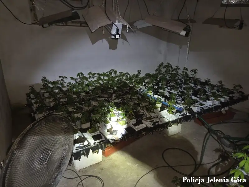 Jeleniogórscy policjanci zabezpieczyli znaczną ilość narkotyków - aresztowany 59-latek